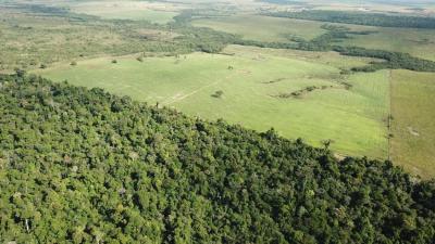 Photo 4. Le collectif de chercheurs franco-brésiliens aide les éleveurs à intensifier leurs productions sur les sols les plus favorables, comme ici ce pâturage au centre de la photo. Cela permet de protéger les forêts primaires, mais aussi de reconstituer une trame forestière efficace. Les zones mal drainées ou en pente sont abandonnées et retournent à la forêt. Elles forment de nouveaux blocs forestiers comme ici à gauche, connectés à de nouvelles forêts galeries comme celle qui se régénère au milieu du pâturage, protégeant ainsi les sols, améliorant le cycle de l’eau, et recréant des habitats de biodiversité. Le paysage devient ainsi doublement efficient, tant sur le plan économique qu’environnemental.